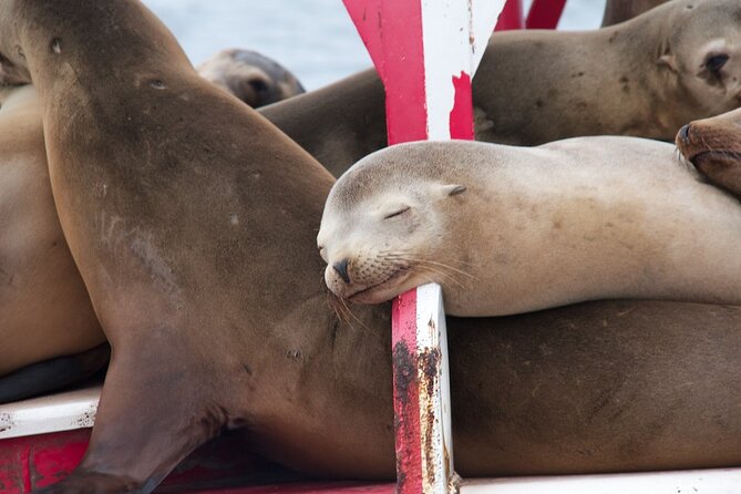 2.5-Hour Small-Group Catamaran Sunset Sail with Drinks - Sea lions, seabirds, and the chance of dolphins