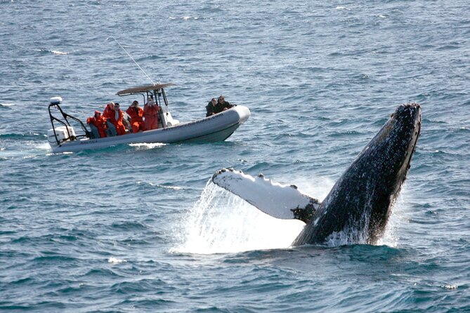 3-Hour Guided Whale and Dolphin Watching Experience in San Diego - Key things to know before booking