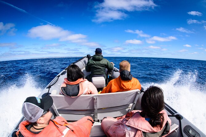 3-Hour Guided Whale and Dolphin Watching Experience in San Diego - Why this small San Diego boat ride feels different