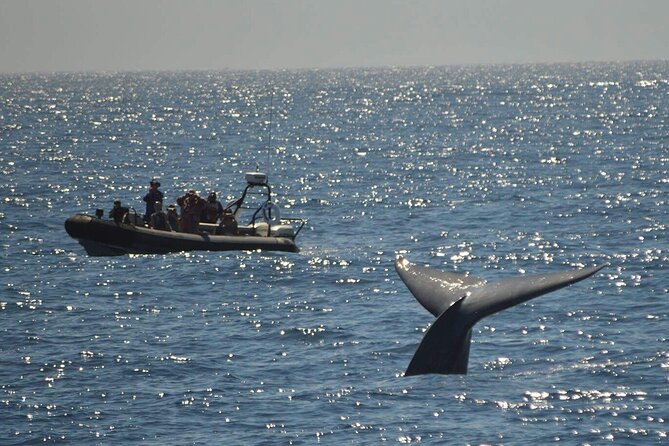 3-Hour Guided Whale and Dolphin Watching Experience in San Diego - Dolphins, sea lions, and the wildlife you may actually see