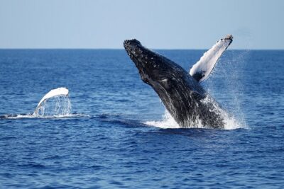 3-Hour Guided Whale and Dolphin Watching Experience in San Diego