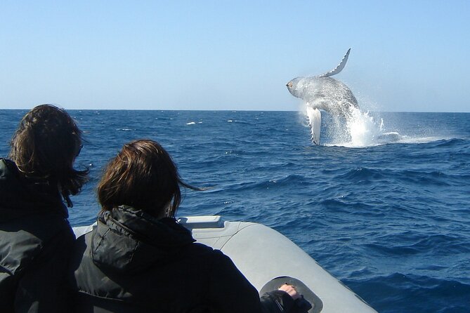 3-Hour Guided Whale and Dolphin Watching Experience in San Diego - What the captains add to the experience