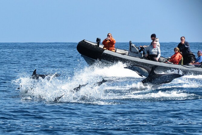 3-Hour Guided Whale and Dolphin Watching Experience in San Diego - The real value of a $149 ticket