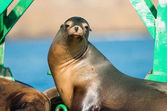 3-Hour Guided Whale and Dolphin Watching Experience in San Diego - Staying warm and comfortable on the Zodiac