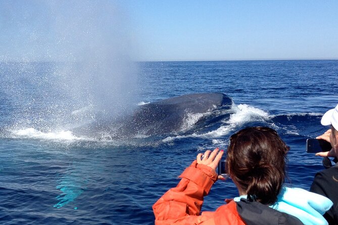 3-Hour Guided Whale and Dolphin Watching Experience in San Diego - Public tour or private boat?