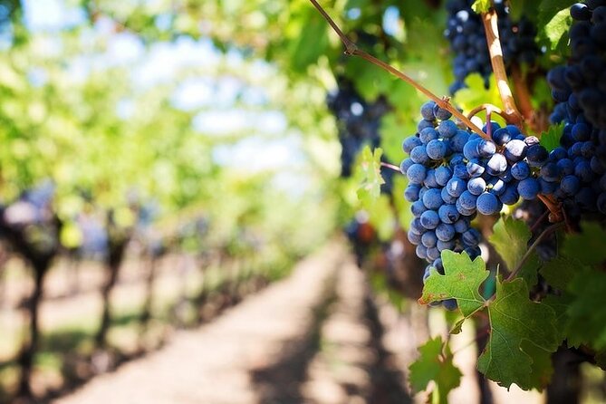Chauffeured Adventure to Local San Diego Vineyards - Cordiano Winery: Italian food and sunset views