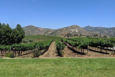 Chauffeured Adventure to Local San Diego Vineyards