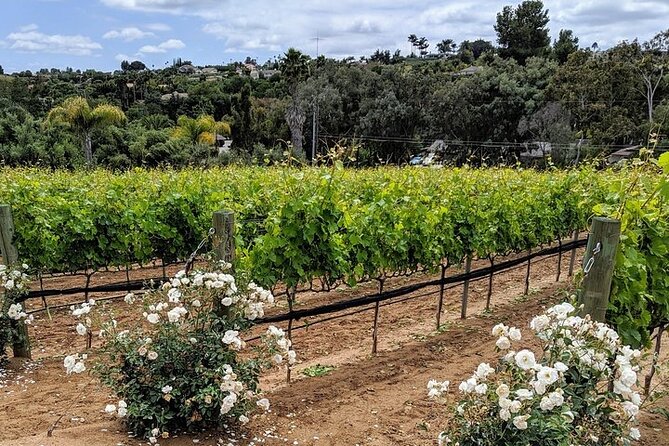 Chauffeured Adventure to Local San Diego Vineyards - What you eat between the pours