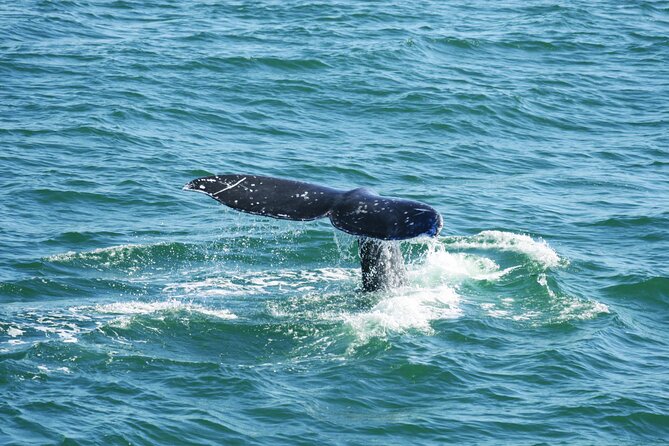 City Cruises San Diego: Whale and Dolphin Watching Adventure - What happens once the boat reaches whale country