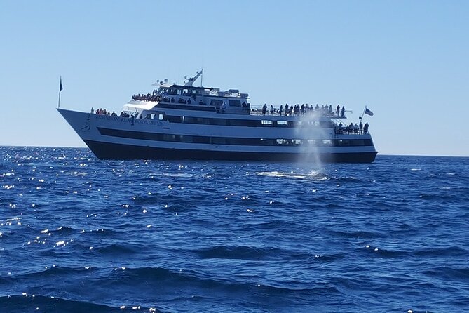 City Cruises San Diego: Whale and Dolphin Watching Adventure - The boat ride: comfortable, but not still