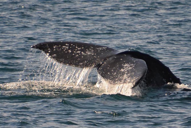 City Cruises San Diego: Whale and Dolphin Watching Adventure - The value of the $56.92 ticket