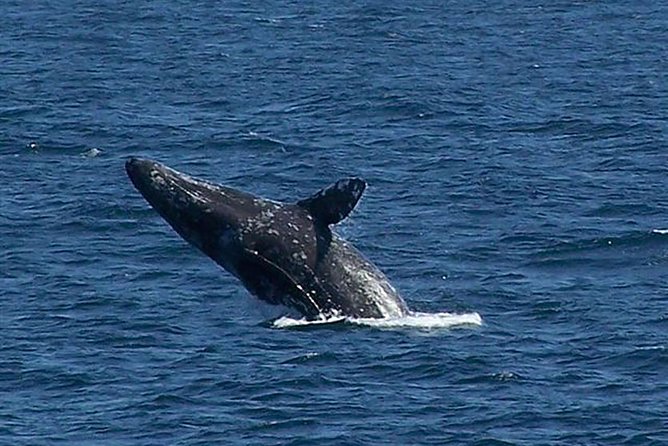 City Cruises San Diego: Whale and Dolphin Watching Adventure - What the whale guarantee really means