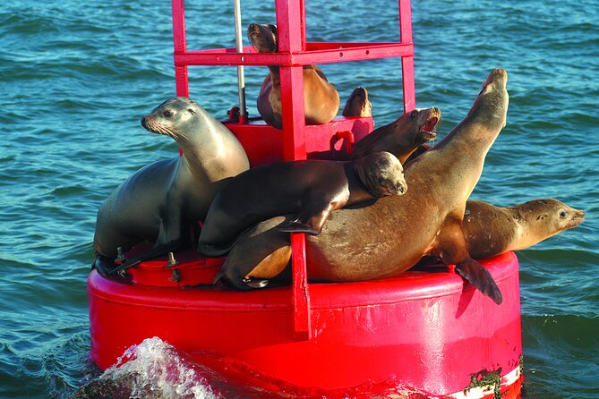 City Cruises San Diego: Whale and Dolphin Watching Adventure - From Navy Pier to the open Pacific
