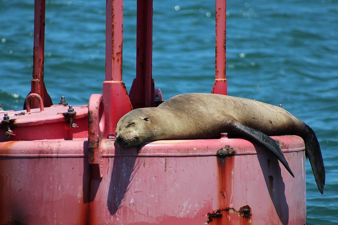 Daytime Sailing Along San Diego's Skyline - Bean bags, blankets, and the best place to sit