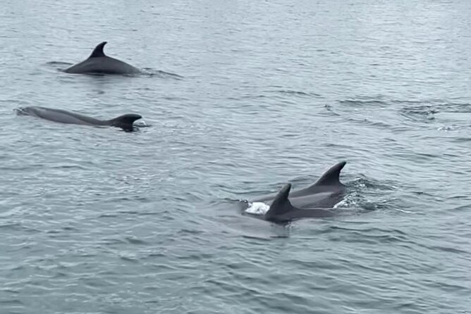 Deluxe Sunset & Day Sail Small Group - Marine life and the moment the motor stops
