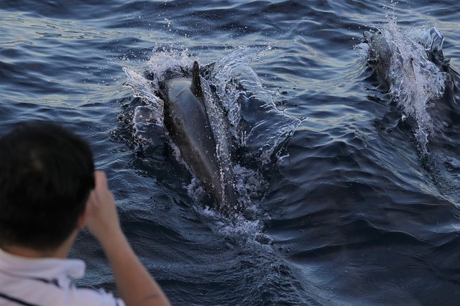 Dolphin and Whale Watching Sunset Cruise - Key points to know before you go