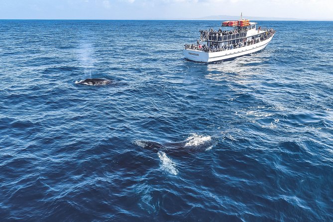 Dolphin and Whale Watching Sunset Cruise - Sunset over the Pacific