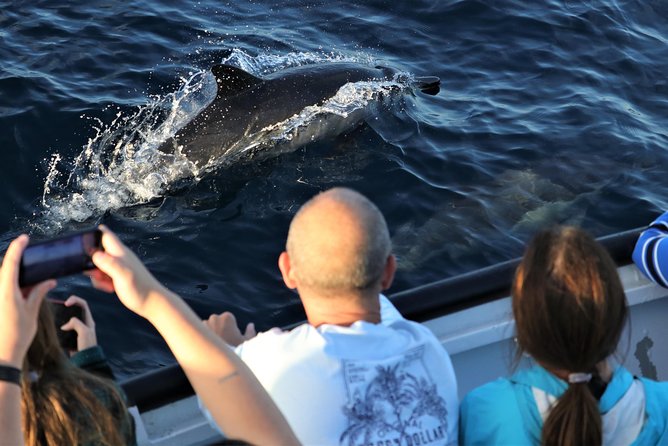 Dolphin and Whale Watching Sunset Cruise - What the $71 price buys you