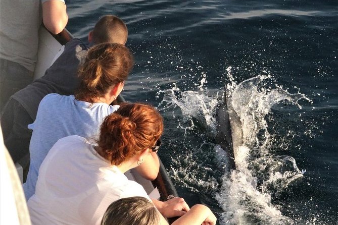 Dolphin and Whale Watching Sunset Cruise - Simple planning advice for a smoother evening