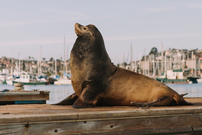 Glow Nightime Pedal Boat Rental in San Diego Bay - The one equipment problem to keep in mind
