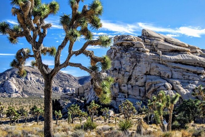 Joshua Tree NP Tour from San Diego (Private) - Key points at a glance