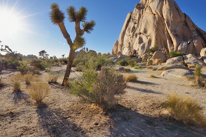 Joshua Tree NP Tour from San Diego (Private) - Entering Joshua Tree National Park