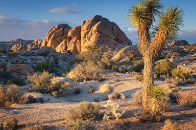 Joshua Tree NP Tour from San Diego (Private)