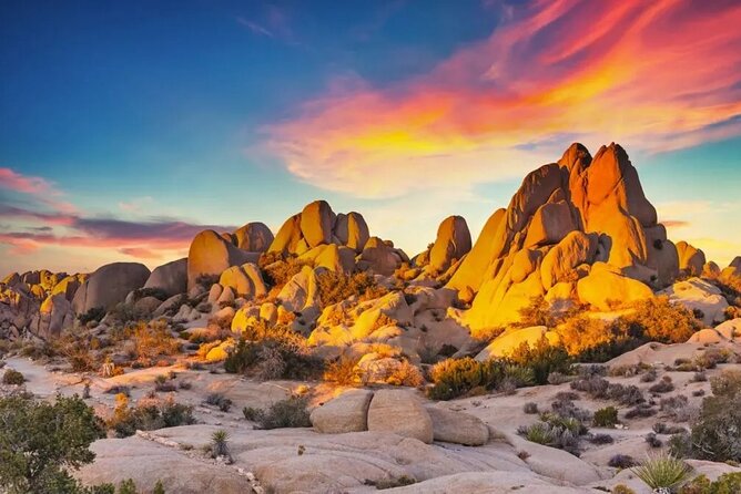 Joshua Tree NP Tour from San Diego (Private) - Joshua trees, rock, and desert wildlife