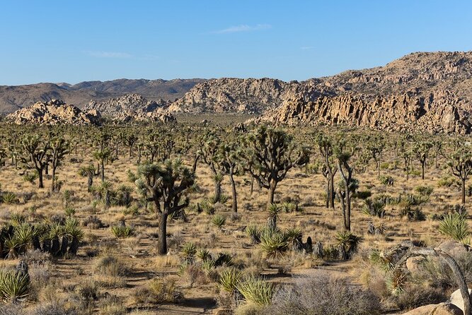 Joshua Tree NP Tour from San Diego (Private) - The included hike and flexible photo stops