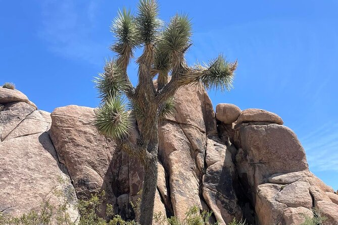 Joshua Tree NP Tour from San Diego (Private) - Food, comfort, and what to bring