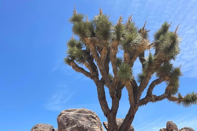 Joshua Tree NP Tour from San Diego (Private) - Who gets the best value from the $985 price