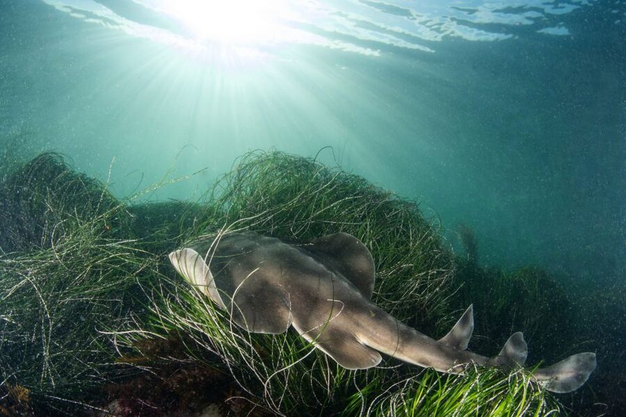 La Jolla: 2.5-Hour Kayak and Snorkel Tour - Key points to know before you book