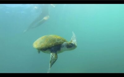 2.5-Hour Kayak and Snorkel Tour