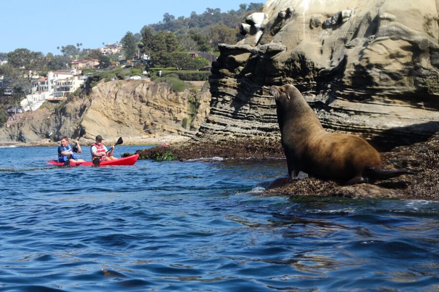La Jolla: 2.5-Hour Kayak and Snorkel Tour - Searching the sandy flats for leopard sharks and rays