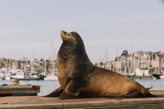 Pedal Boat rental in hidden part of San Diego Bay! Family fun - Choosing the right group size