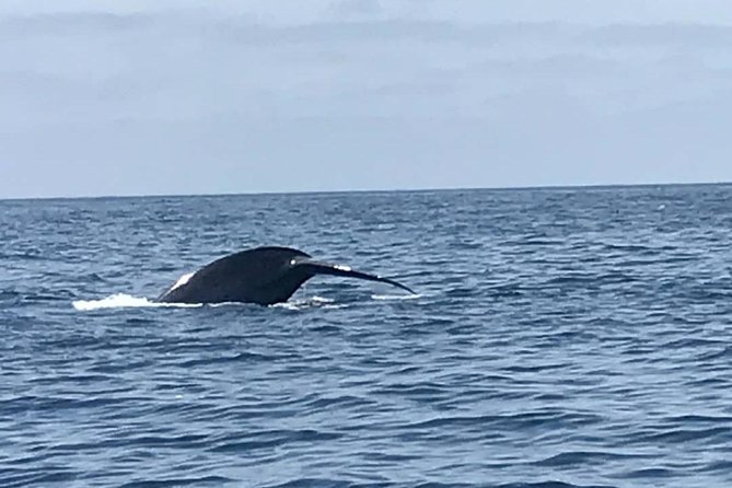 Private Family Whale & Dolphin Adventure in San Diego - The observation tower earns its place