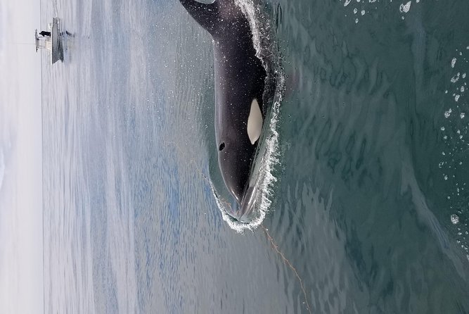 Private Family Whale & Dolphin Adventure in San Diego - What Captain Rich adds to the outing