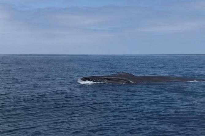 Private Family Whale & Dolphin Adventure in San Diego - Comfort for families and mixed-age groups