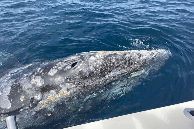 Private Family Whale & Dolphin Adventure in San Diego - Is $179 per person a fair price?