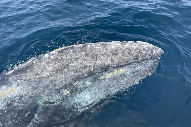 Private Family Whale & Dolphin Adventure in San Diego - Planning the day wisely