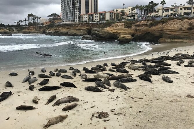 Private Segway Experience Through La Jolla - Key points to know before you book