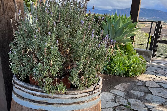 Private Tour Premium Wineries in the Valle de Guadalupe - Who will enjoy this private wine day