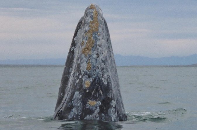 San Diego: 3 Hour Whale Watching Cruise - Why dolphin sightings can save a quiet whale day