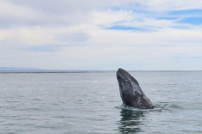 San Diego: 3 Hour Whale Watching Cruise - Getting a good view without joining the crowd