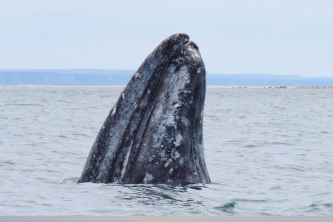 San Diego: 3 Hour Whale Watching Cruise - Price, timing, and overall value