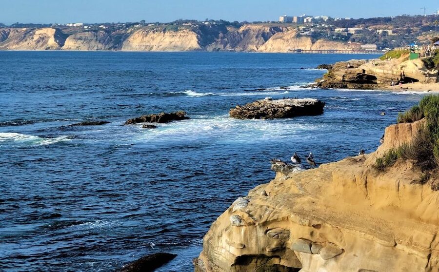 San Diego: City and Beaches Guided Highlights Tour - La Jolla Cove and the seals near the water
