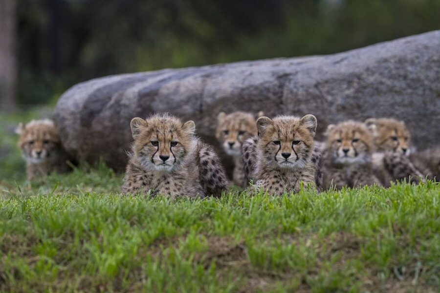 San Diego: CityPASS® Save up to 46% at Must-See Attractions - A full day at the San Diego Zoo