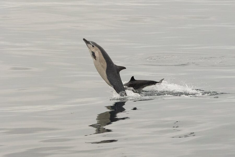 San Diego: Dolphin and Whale-Watching Sunset Cruise - What this San Diego whale-watching cruise is really like