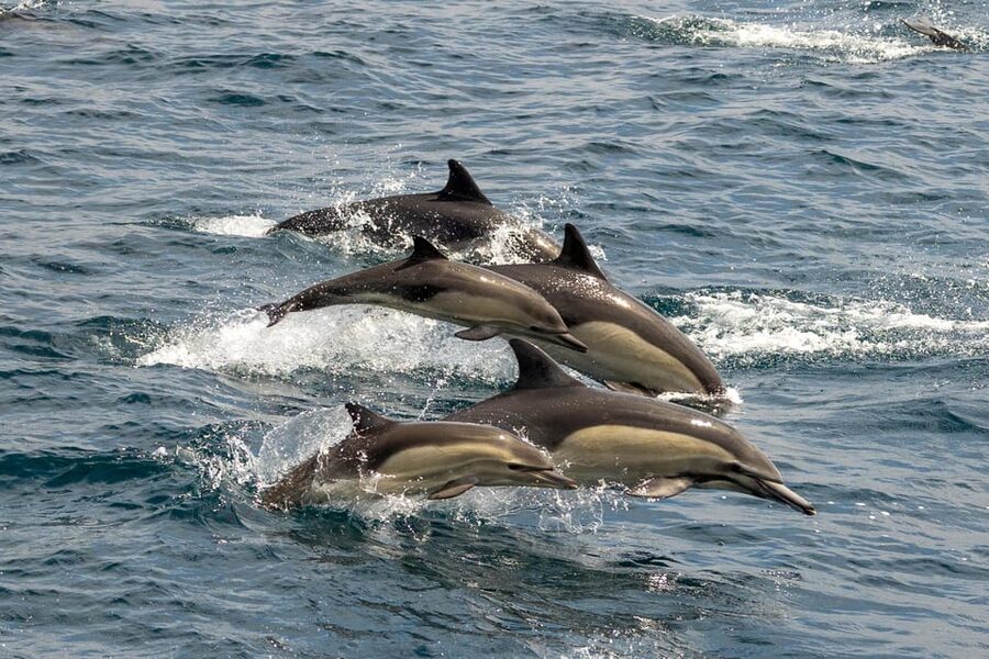 San Diego: Dolphin and Whale-Watching Sunset Cruise - Staying comfortable for two to three hours