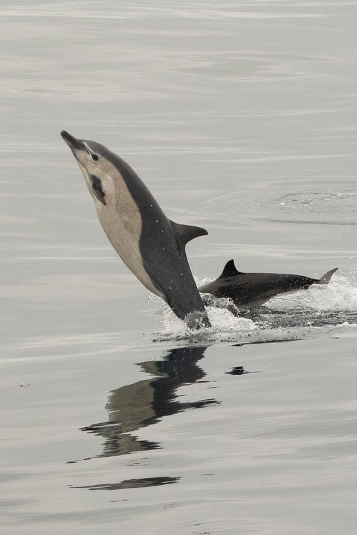 San Diego: Dolphin and Whale-Watching Sunset Cruise - Is $70 a fair price?